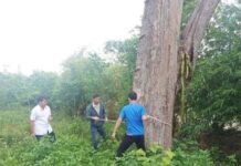 
 Lập phương án bảo tồn cây ké cổ thụ tại An Khê đình
