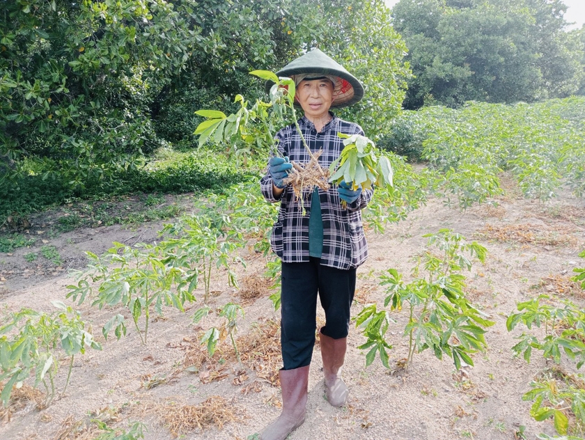 2 ha mì của gia đình bà Phạm Thị Ngọc Oanh (thôn An Bình, xã Uar, huyện Krông Pa) bị nhện đỏ gây hại rụng hết lá gốc, cây kém phát triển. Ảnh: V.C ảnh 1