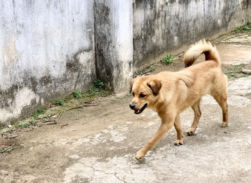 Người dân nuôi chó cần xích, đeo mõm khi thả chó ra ngoài, cần tiêm vắc xin phòng dại cho chó nuôi. Ảnh: Như Nguyện ảnh 1