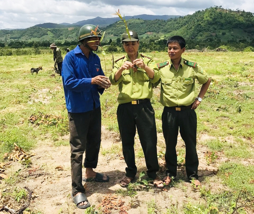 Cán bộ Hạt Kiểm lâm Ayun Pa hướng dẫn người dân trồng rừng. Ảnh: Vũ Chi ảnh 1