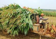 Mô hình trồng bắp sinh khối trên diện tích đất trồng lúa bị hạn đem lại hiệu quả cao cho người dân. Ảnh: Quang Tấn ảnh 1