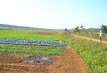 Người dân huyện Đak Đoa chuyển đổi đất lúa kém hiệu quả sang trồng rau xanh. Ảnh: Lê Nam ảnh 1