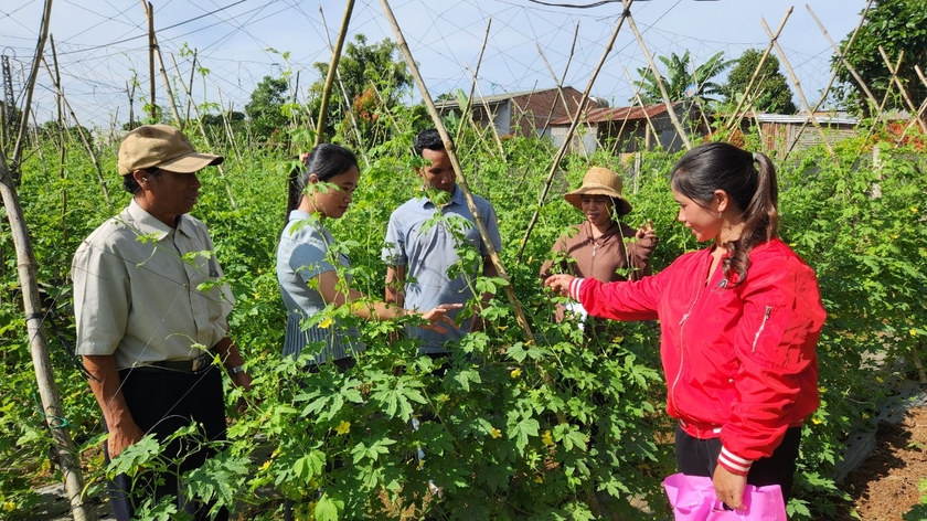 Các học viên được hướng dẫn về kỹ thuật trồng và chăm sóc rau an toàn. Ảnh: Phạm Ngọc