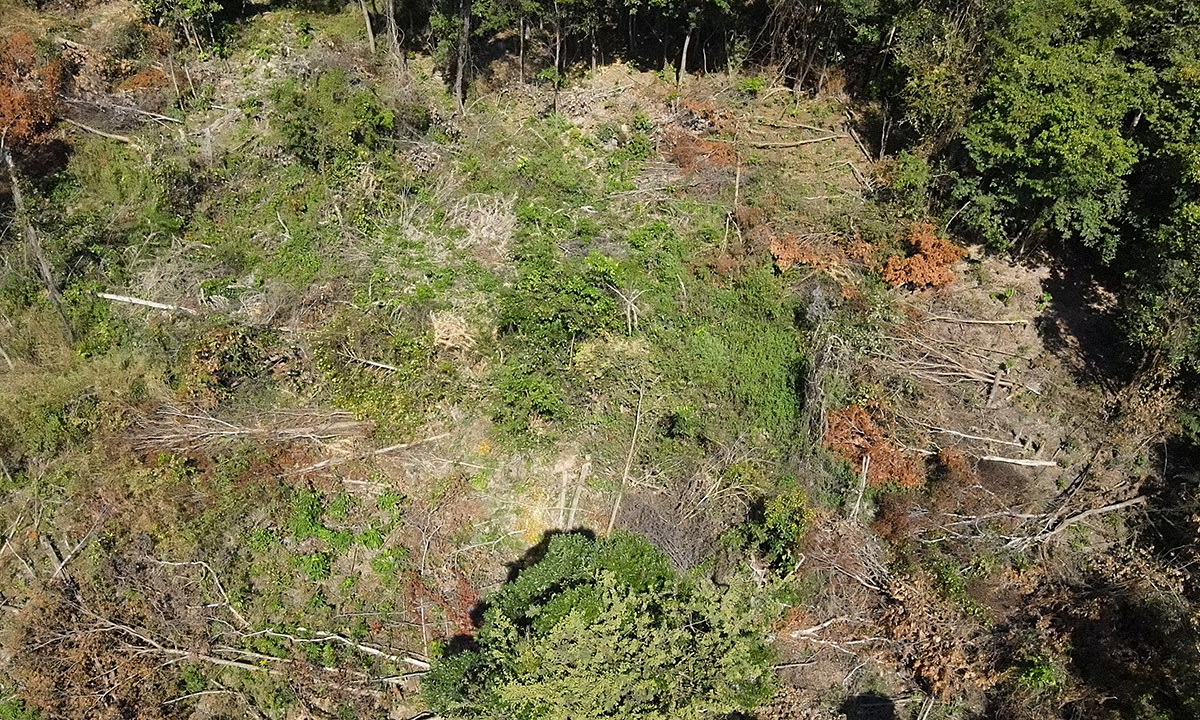 Nhiều diện tích rừng ở xã Ia Mơr bị người dân phá trắng, đón đầu dự án chuyển đổi hơn 4.700 ha rừng vùng tưới ở hạ du thủy lợi Ia Mơ. Ảnh: Trần Hóa 1