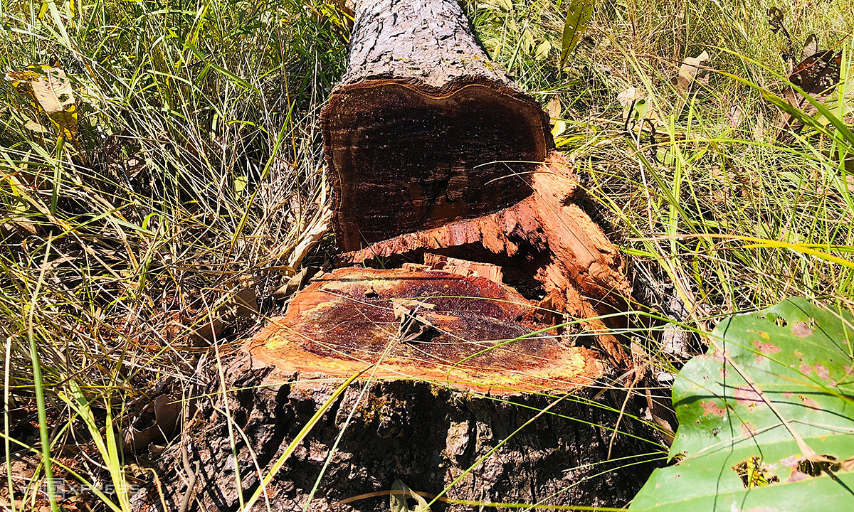 Cây rừng ở huyện Chư Prông liên tục bị xâm hại. Ảnh: Trần Hóa 2