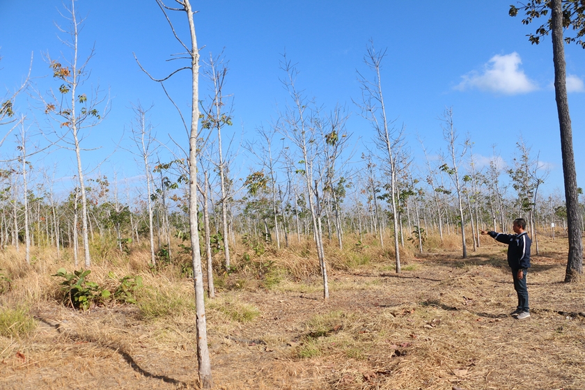 Dù được trồng từ năm 2009 nhưng một số diện tích cây cao su của Trung đoàn Kinh tế-Quốc phòng 710 (Binh đoàn 15) tại xã Ia Mơr (huyện Chư Prông) kém phát triển, còi cọc. Ảnh: Q.T