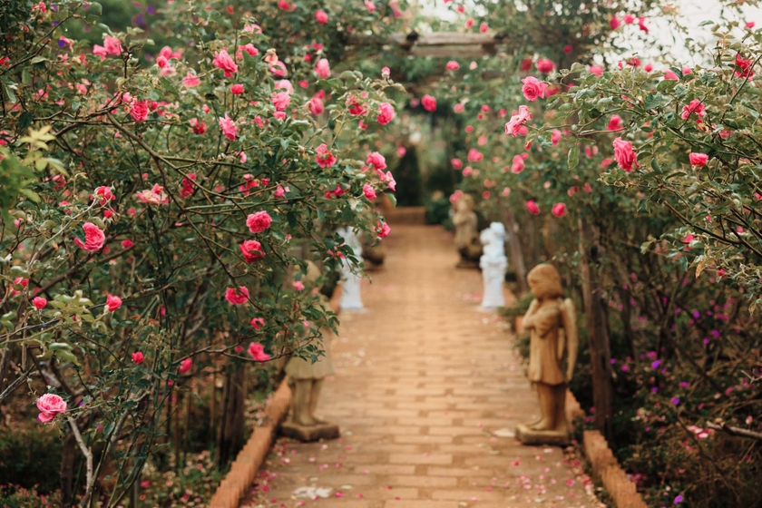 Khu vườn của chị Hạnh là điểm đến thân thuộc của nhiều du khách yêu hoa, yêu vẻ đẹp của thiên nhiên mỗi lần đến với Pleiku. Hầu như ở khoảng thời gian nào, khu vườn cũng ngập tràn hương sắc của hoa hồng, cúc họa mi, thạch thảo…