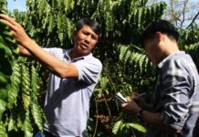 Anh Thuận chia sẻ kỹ năng chăm sóc vườn cà phê của gia đình. Ảnh: T.D