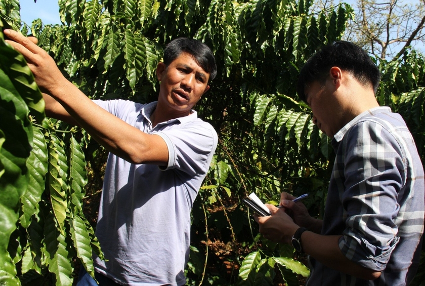 Anh Thuận chia sẻ kỹ năng chăm sóc vườn cà phê của gia đình. Ảnh: T.D