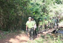 Các lực lượng làm nhiệm vụ quản lý, bảo vệ rừng huyện Kbang tăng cường tuần tra trong dịp Tết nhằm bảo vệ rừng tại gốc. Ảnh: Quang Tấn