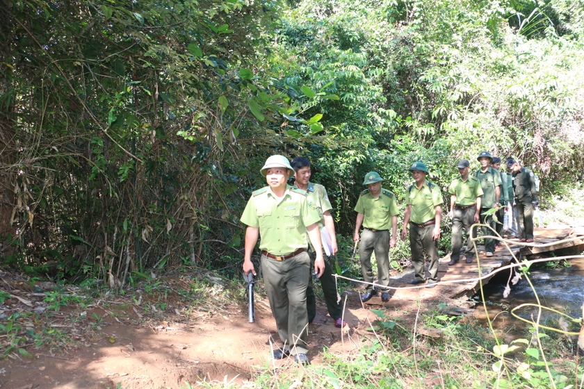 Các lực lượng làm nhiệm vụ quản lý, bảo vệ rừng huyện Kbang tăng cường tuần tra trong dịp Tết nhằm bảo vệ rừng tại gốc. Ảnh: Quang Tấn