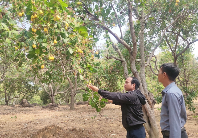 Do thời tiết nóng lạnh thất thường nên tỷ lệ đậu quả ở cây điều tại huyện Ia Grai đạt thấp. Ảnh: T.D