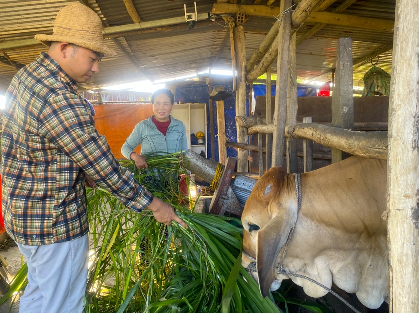 Anh Từ Tấn Ngọc chăm chỉ giúp đỡ việc chăm sóc bò cho mẹ đỡ vất vả. Ảnh: Ngọc Minh