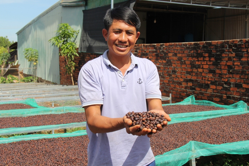 Áp dụng phương pháp trồng cà phê mới, gia đình anh Thuận có nguồn thu nhập cao. Ảnh: T.D