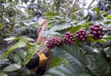 Thị trường cà phê Việt Nam và thế giới quay đầu tăng giá