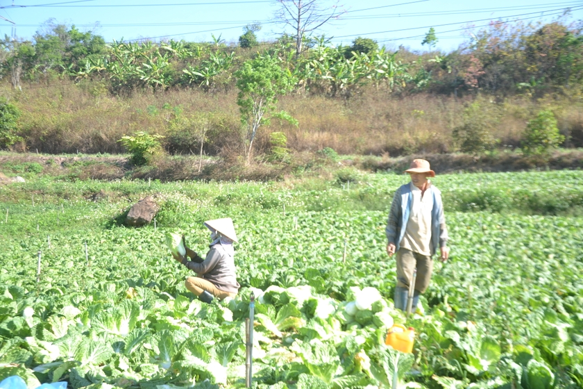 Vợ chồng anh Ngô Đức Quang(ở tổ dân phố 7, phường Diên Hồng, TP. Pleiku) thu hoạch rau cải thảo trên sườn núi Đá. Ảnh: Hoàng Cư