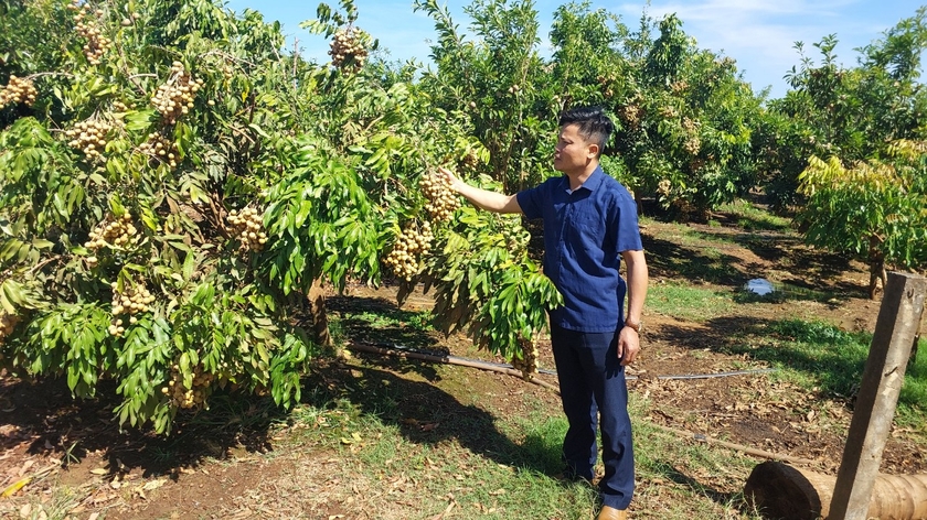 Phó Chủ tịch UBND xã Ia Piơr Hà Văn Tin thăm vườn nhãn trái vụ. Ảnh: Nguyễn Diệp