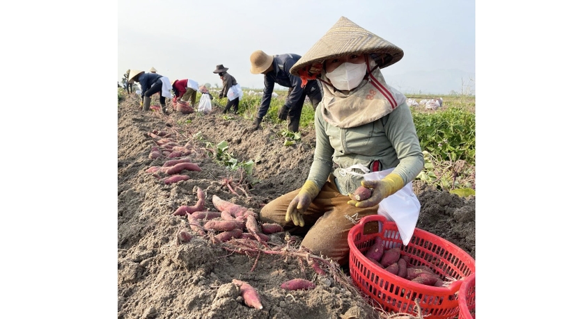 Do năng suất và giá cả giảm mạnh, người trồng khoai lang ở khu vực Đông Nam tỉnh chấp nhận thua lỗ, thu hoạch cho kịp thời vụ. Ảnh: V.C