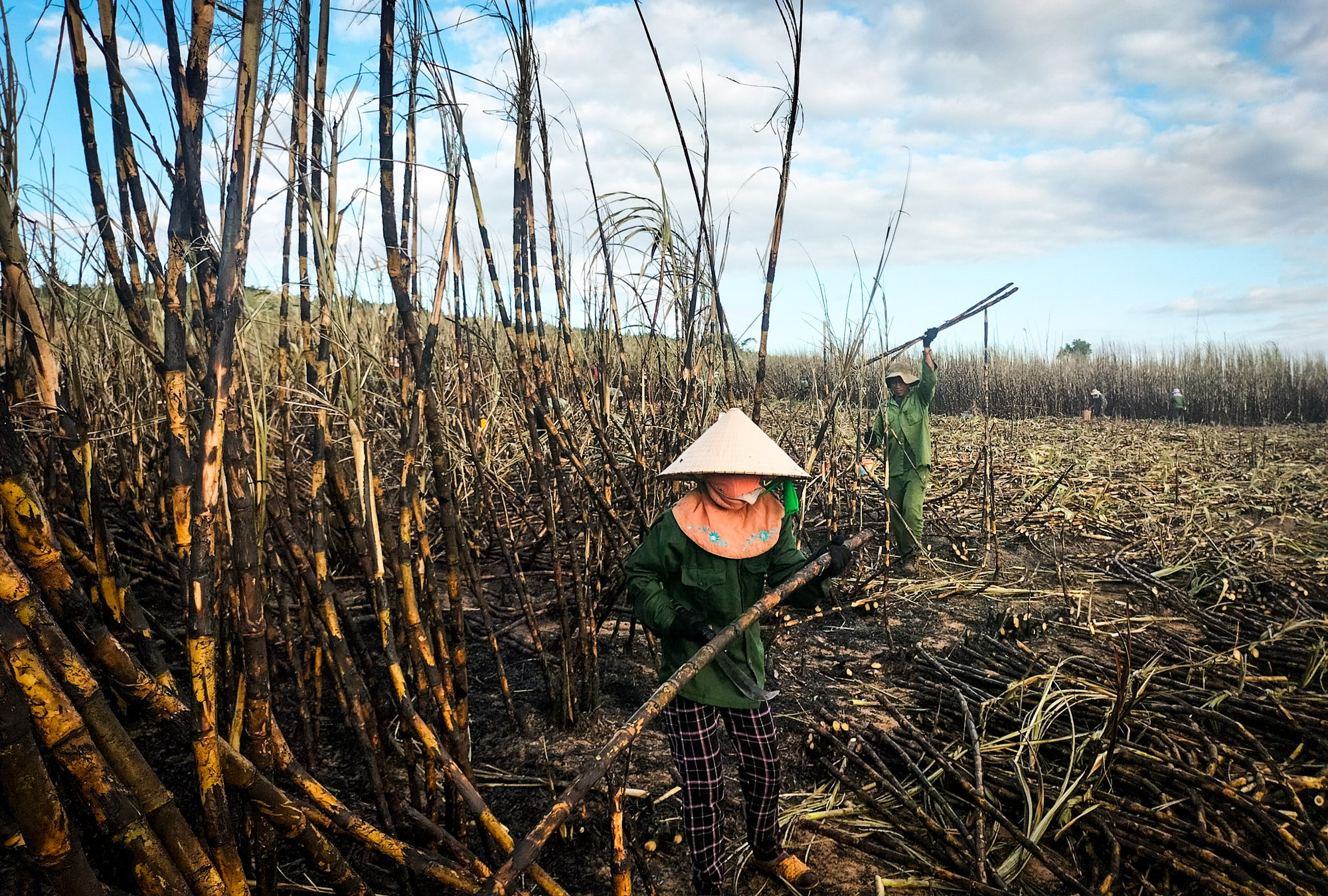 Người dân thu hoạch ruộng mía bị cháy nhập cho nhà máy đường để giảm thiệt hại - Ảnh: H.N  1