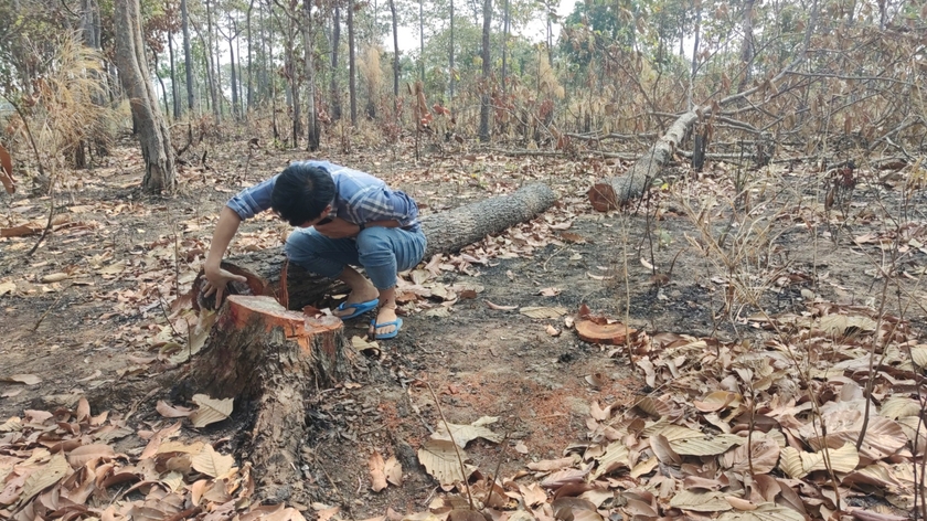 Cây rừng tại tiểu khu 1003 thuộc lâm phần quản lý của Ban Quản lý rừng phòng hộ Ia Meur bị cưa hạ trái phép. Ảnh: N.T