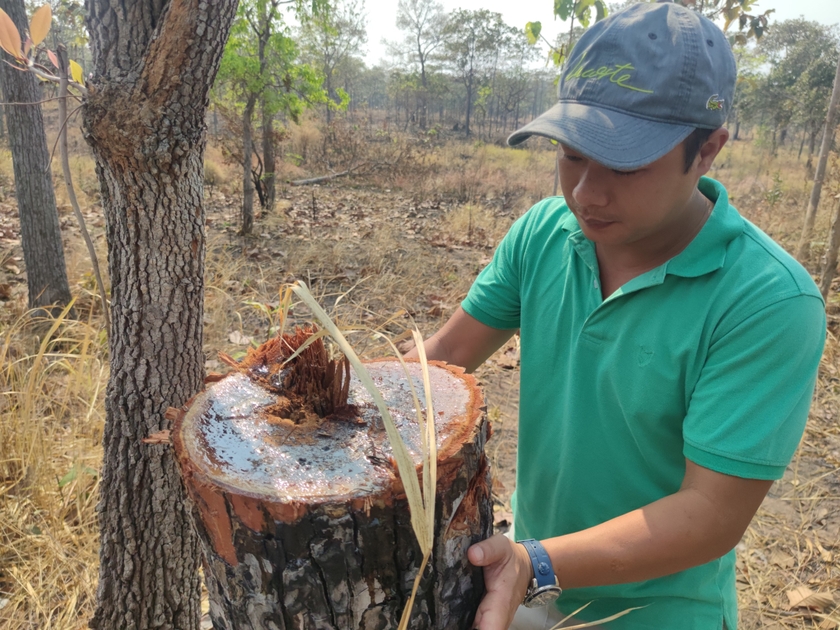 Hạt Kiểm lâm huyện Chư Prông đã ra quyết định khởi tố vụ phá rừng tại xã Ia Mơr. Ảnh: N.T