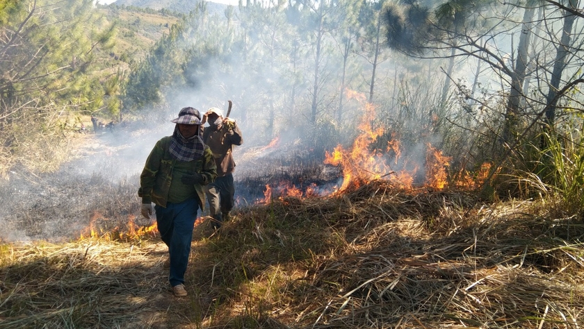 Các đơn vị chủ rừng trên địa bàn huyện Chư Păh tổ chức đốt trước có điều khiển và làm đường ranh cản lửa để PCCCR. Ảnh: Lê Nam