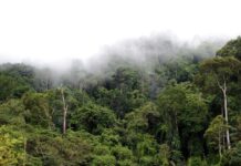 Năm 2023, tỷ lệ che phủ rừng của tỉnh Gia Lai đạt 40,95%. Ảnh: Minh Thi