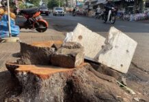 
 Hàng loạt cây xanh đô thị ở Gia Lai bị cưa hạ
