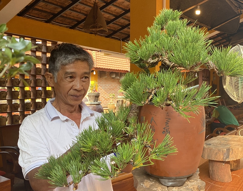 Xu hướng chơi bonsai cây lá kim được nhiều người ưa chuộng bởi có thể tạo ra những dáng, thế độc đáo. Ảnh: S.C