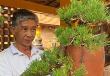 
 Hội quán bonsai Gia Lai: Nơi hội tụ và nuôi dưỡng đam mê 
