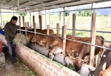 
 Gia Lai ưu tiên các dự án sản xuất thức ăn chăn nuôi
