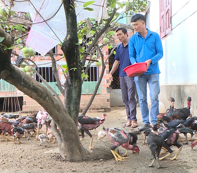 Việc sử dụng phụ phẩm nông nghiệp nuôi sâu can xi giúp ông Nguyễn Văn Trực (tổ 8, thị trấn Phú Thiện) giảm 50% chi phí mua thức ăn cho gà. Ảnh: Nhật Hào