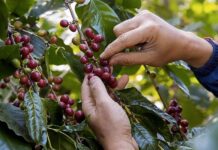 
 Giá cà phê tại Gia Lai tăng 900 ngàn đồng/tấn
