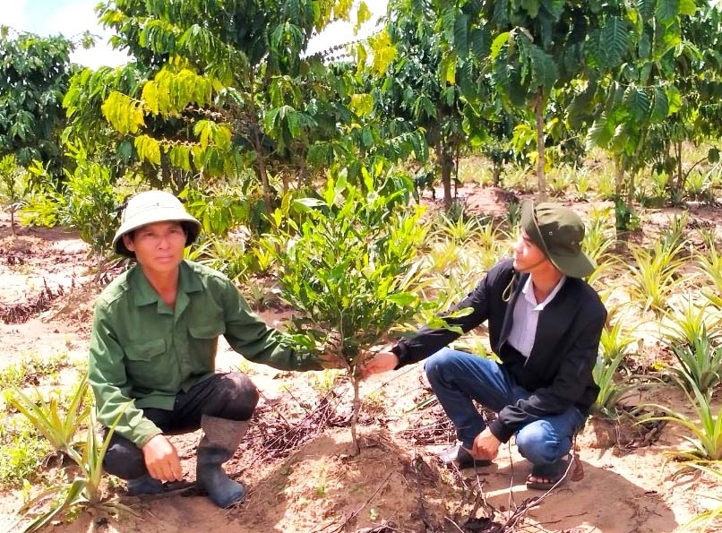 Đến cuối năm 2023, toàn huyện Kbang trồng xen mắc ca hơn 2.615 ha. Ảnh: Ngọc Minh