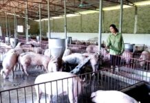 
 Gia Lai: Người dân kêu cứu trước ô nhiễm từ trang trại chăn nuôi heo
