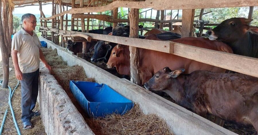 
 Chăn nuôi bò: Khó khăn chồng chất
