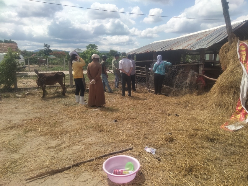 Các cơ quan chuyên môn kiểm tra bò mắc bệnh tại làng Bông Pim, xã Đak Jơ Ta. Ảnh: Nguyễn Diệp