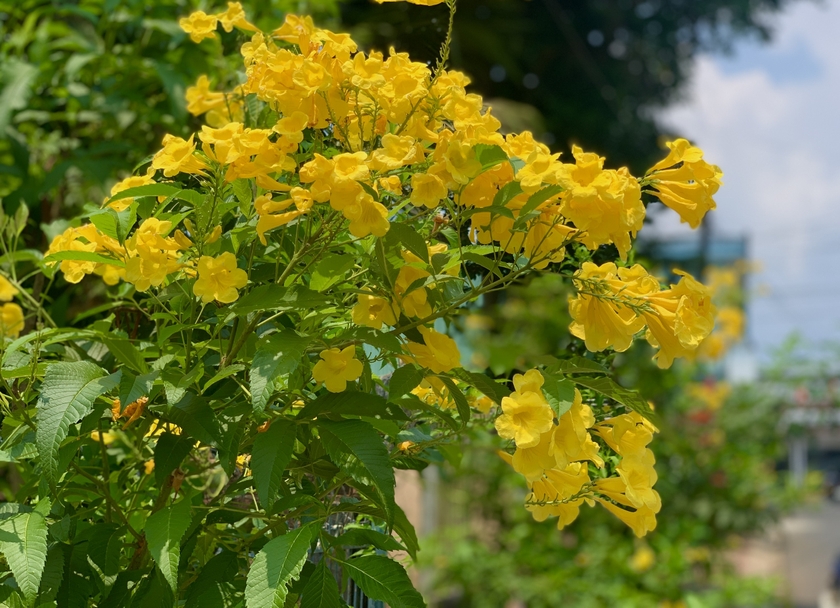 Hoa Huỳnh Liên thu hút ánh nhìn bằng những chùm hoa màu vàng. Ảnh: R&apos;Ô HOK