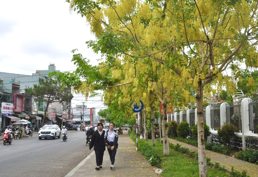Đến Pleiku vào những ngày đầu tháng 5, du khách còn ngắm sắc vàng của hoa muồng Hoàng Yến nở rực trên tuyến đường Lê Lợi (đoạn trước nhà thờ Thăng Thiên). Ảnh: Ngọc Duy