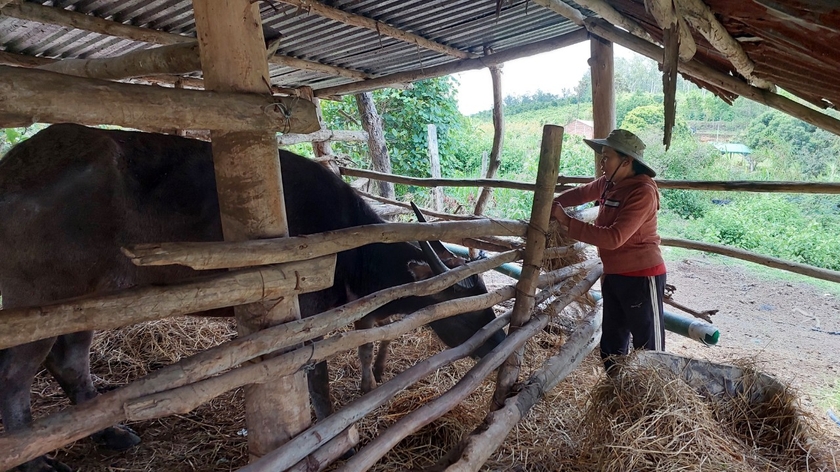 Bà Nguyễn Thị Loan đang chăm sóc 2 con trâu đang được cách ly vì bị bệnh LMLM. Ảnh: Nguyễn Diệp
