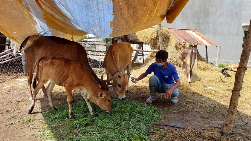 Cán bộ thú y xã Đak Jơ Ta phun thuốc sát trùng cho đàn bò mắc bệnh LMLM của 1 hộ dân làng Bông Pim. Ảnh: Nguyễn Diệp