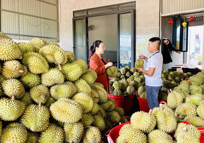 Hiện nay, nhiều vựa sầu riêng trên địa bàn đang tích cực thu mua hàng. Ảnh: V.T