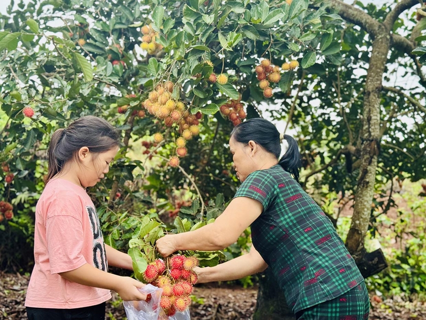 Du khách tham quan và mua chôm chôm tại vườn ở xã Ia Tô. Ảnh: N.T.D