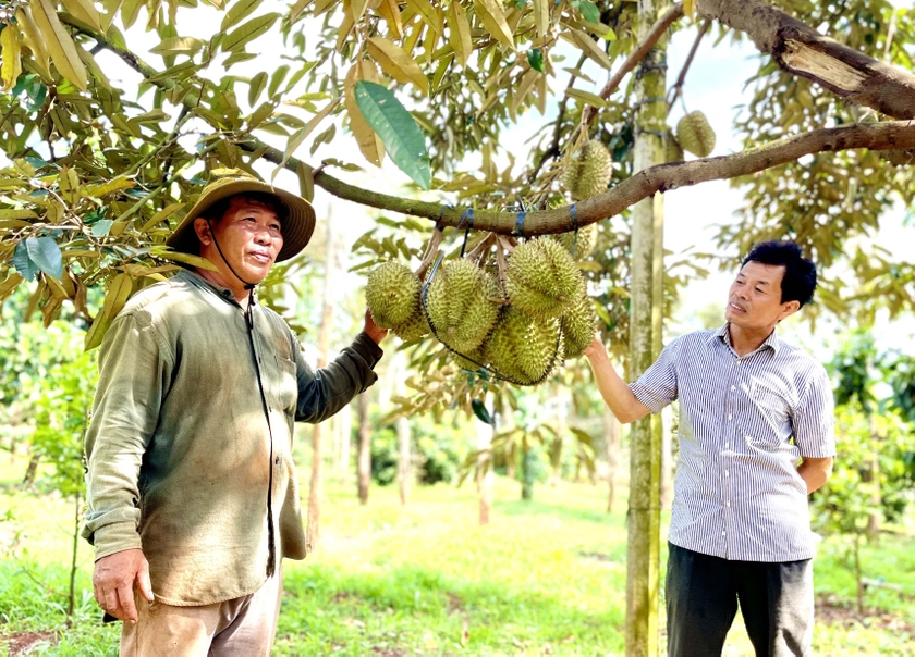 Theo ông Châu Văn Hận (bìa trái, xã Ia Bang), vườn sầu riêng theo tiêu chuẩn VietGAP dự kiến sản lượng khoảng 35 tấn. Ảnh: V.T