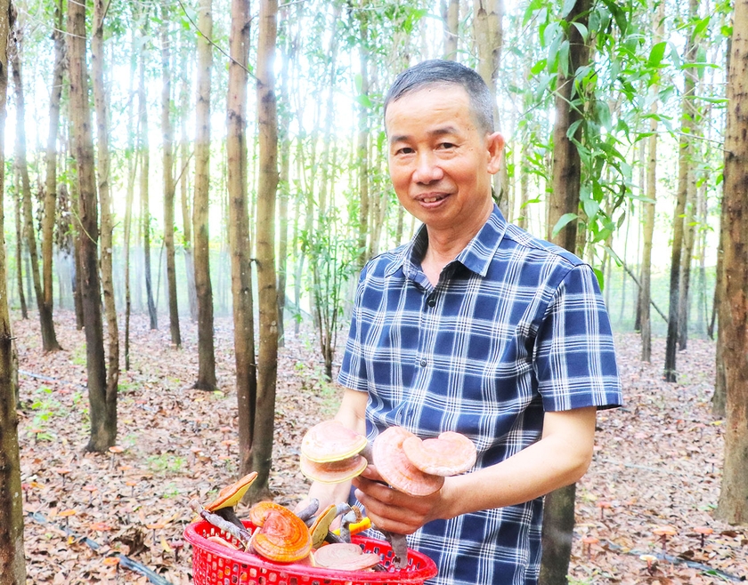 Nhờ trồng nấm linh chi dưới tán rừng keo, gia đình ông Nguyễn Đình Nam (làng Groi, xã Ya Hội, huyện Đak Pơ) có thêm nguồn thu nhập. Ảnh: N.M
