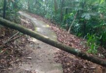 
 Kbang: Vào thác K50 chơi, 1 người phụ nữ bị cây ngã đè tử vong
