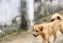 
 Gia Lai: Người đàn ông tử vong do bệnh dại sau 2 tháng bị chó cắn
