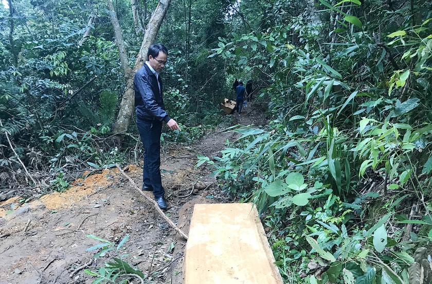 Một vụ khai thác gỗ trái phép tại lâm phần Công ty TNHH một thành viên Lâm nghiệp Lơ Ku (xã Lơ Ku, huyện Kbang). Ảnh: M.P