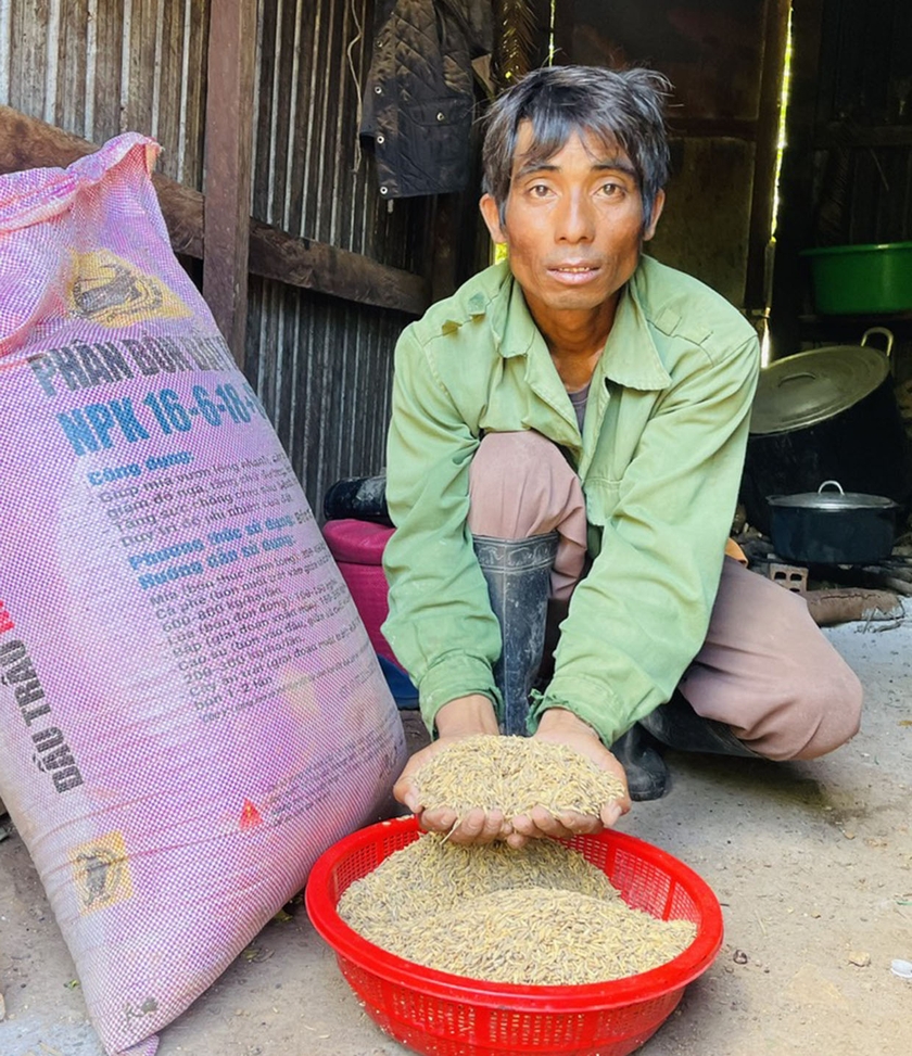 Anh Đrô buồn rầu vì chất thải chăn nuôi khiến cây lúa phát triển quá tốt, dẫn đến bị lép hạt, giảm năng suất. Ảnh: Hồng Thương