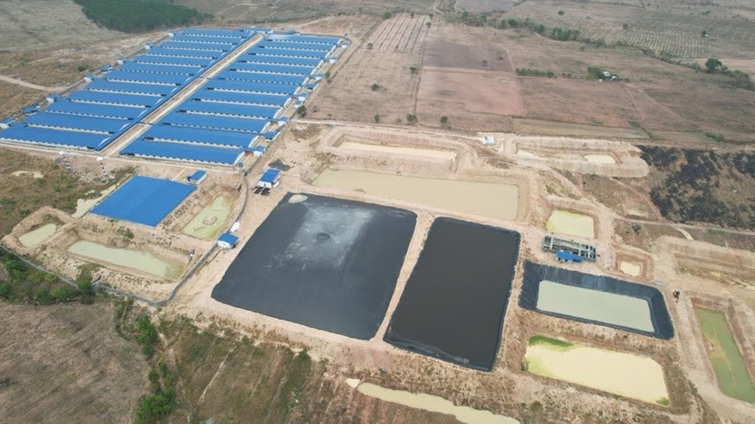 Năm 2023 và 6 tháng đầu năm 2024, toàn tỉnh có 12 đơn vị bị xử phạt vì vi phạm quy định về môi trường trong chăn nuôi. Ảnh: Hồng Thương